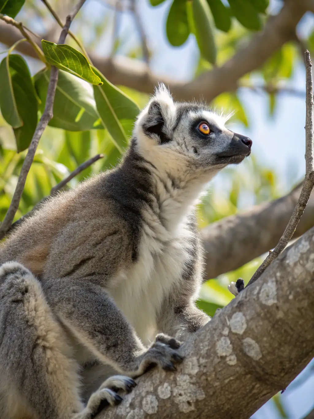 A stunning image of a group of lemurs in Madagascar's rainforest, highlighting their unique features and the island's distinctive biodiversity.