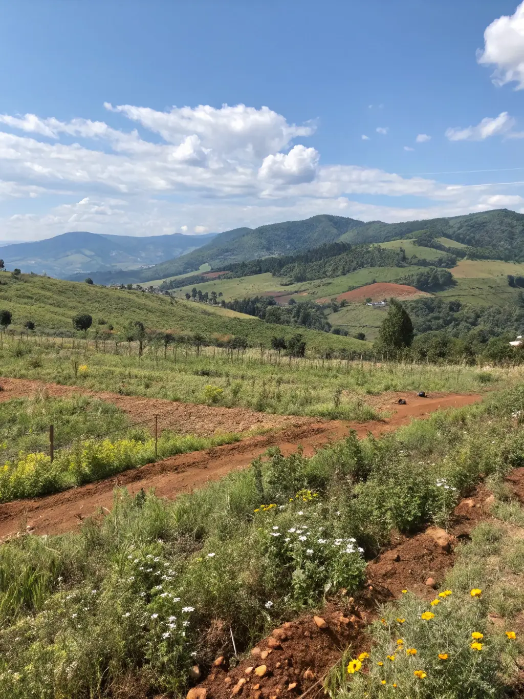 A picturesque view of the rolling hills of Rwanda, with tea plantations in the foreground and a clear blue sky above, showcasing the country's scenic beauty.